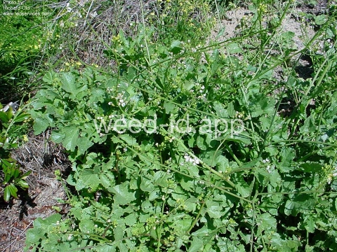 radish